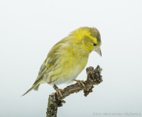 /album/vogels-van-jacques/huvaere-205-jpg/